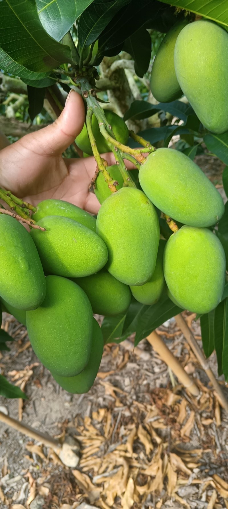 两广货小台芒