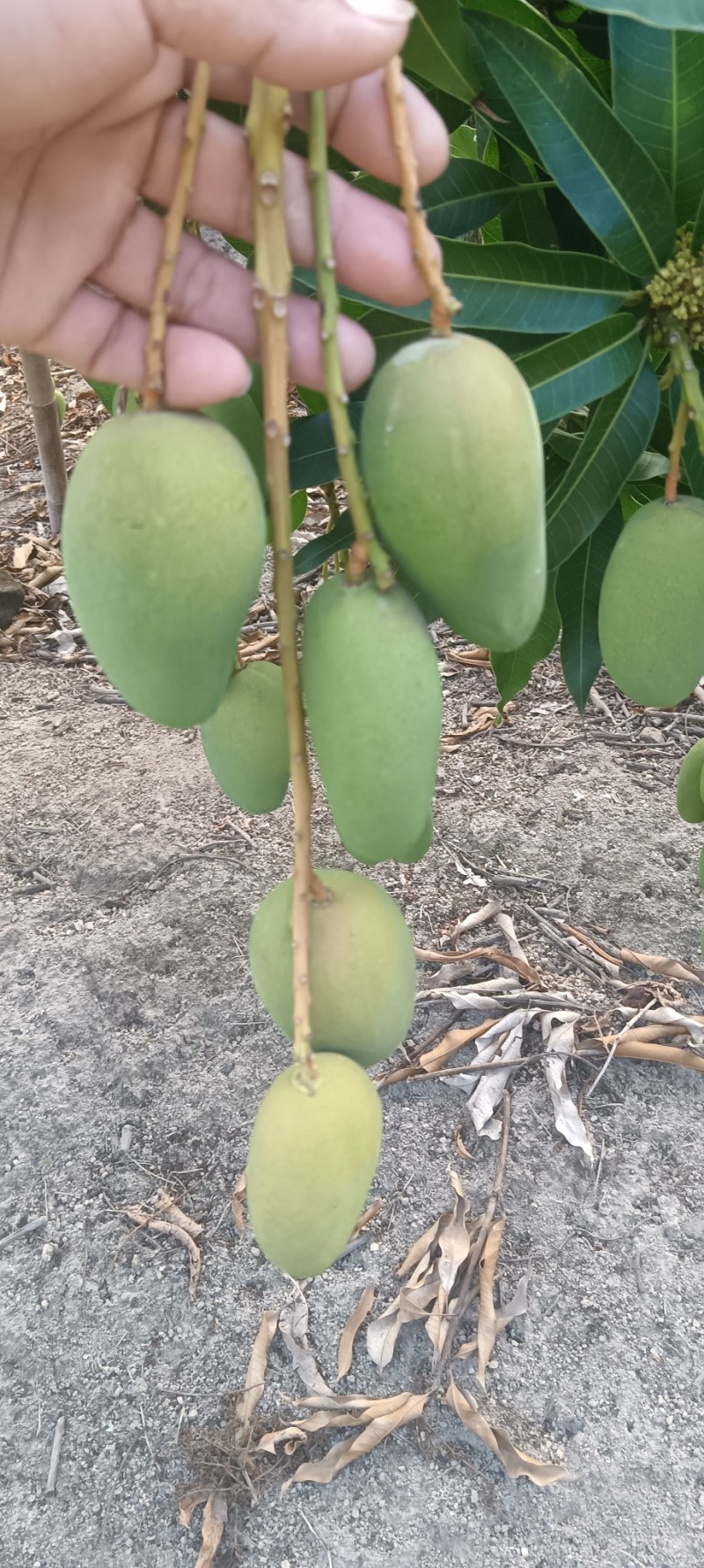 两广货小台芒