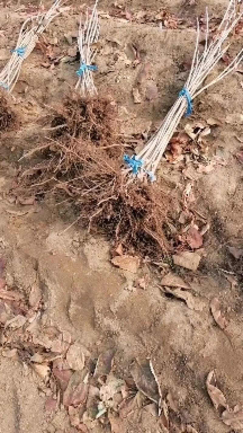 矮化樱桃苗，车厘子，根系发达完整，品种纯正齐全
