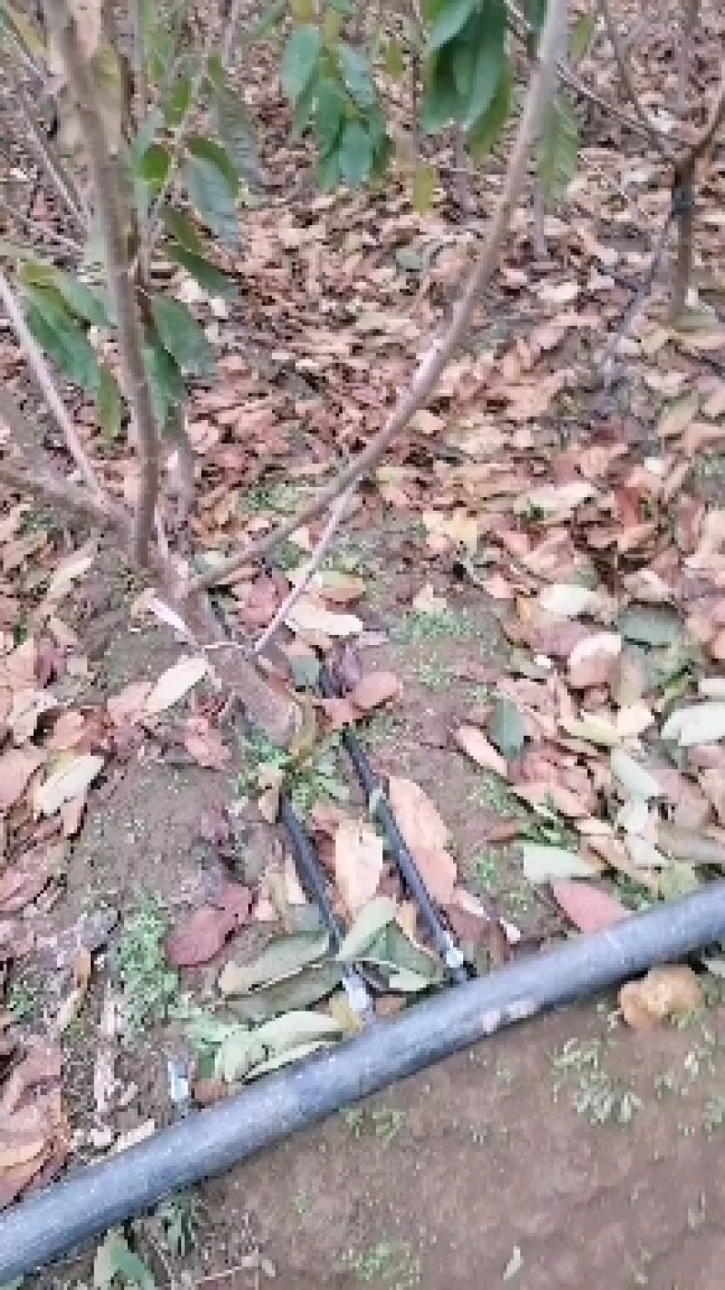 矮化樱桃苗，车厘子，根系发达完整，品种纯正齐全