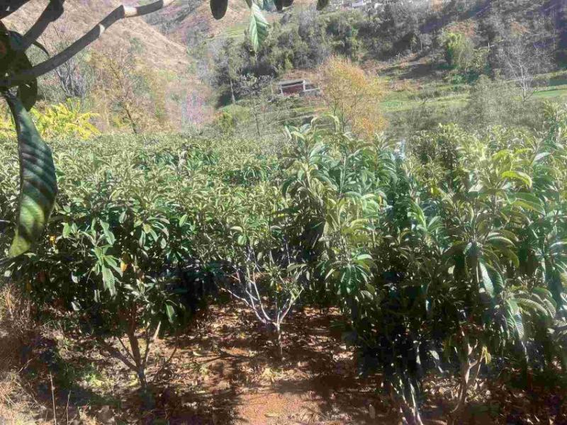 精品大五星枇杷树