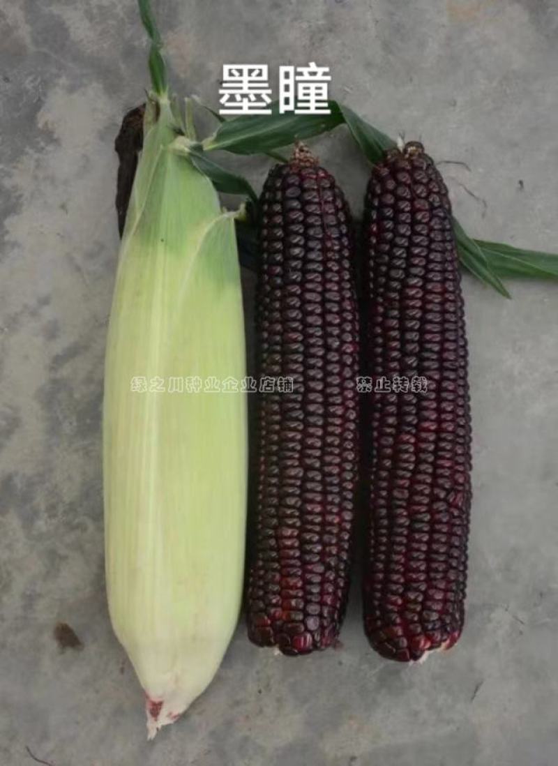 中农斯达墨瞳国审鲜食紫黑色甜玉米种子大棒黑玉米种子