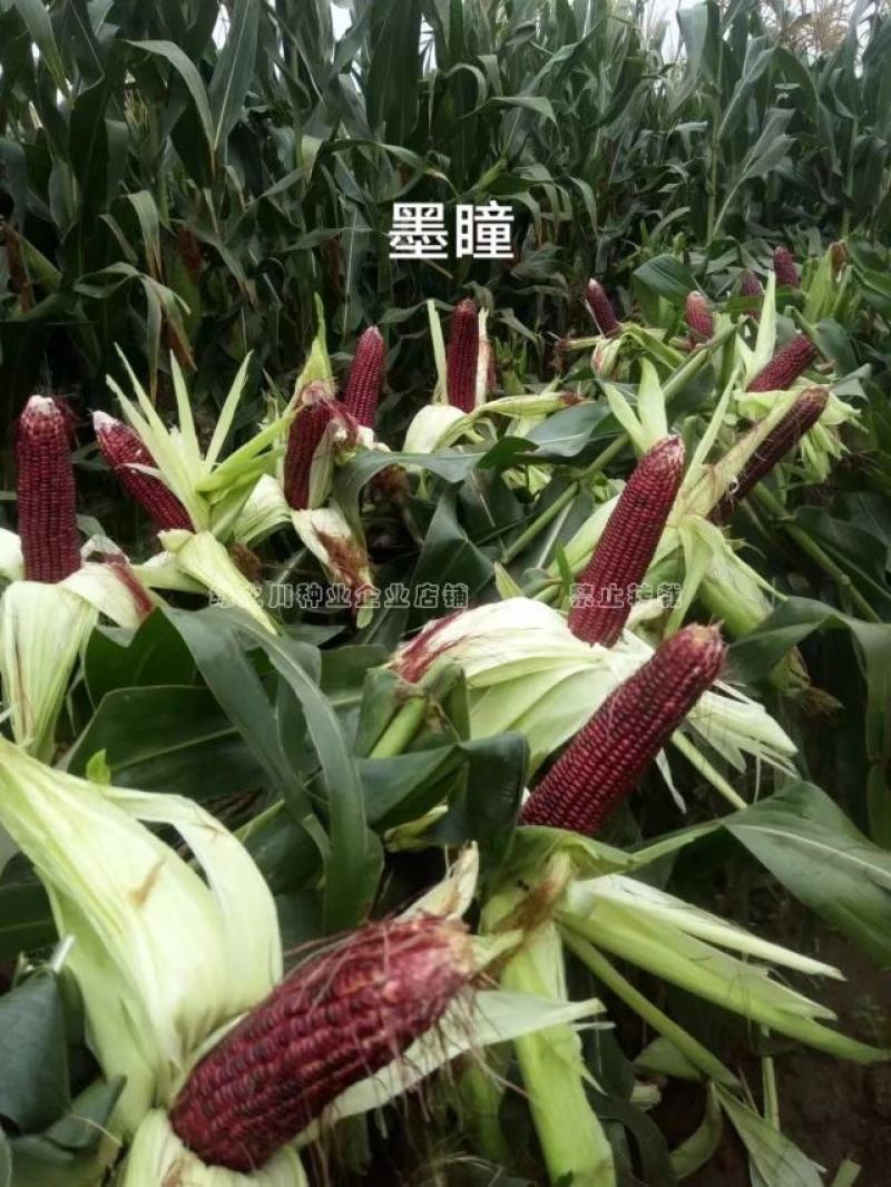 中农斯达墨瞳国审鲜食紫黑色甜玉米种子大棒黑玉米种子
