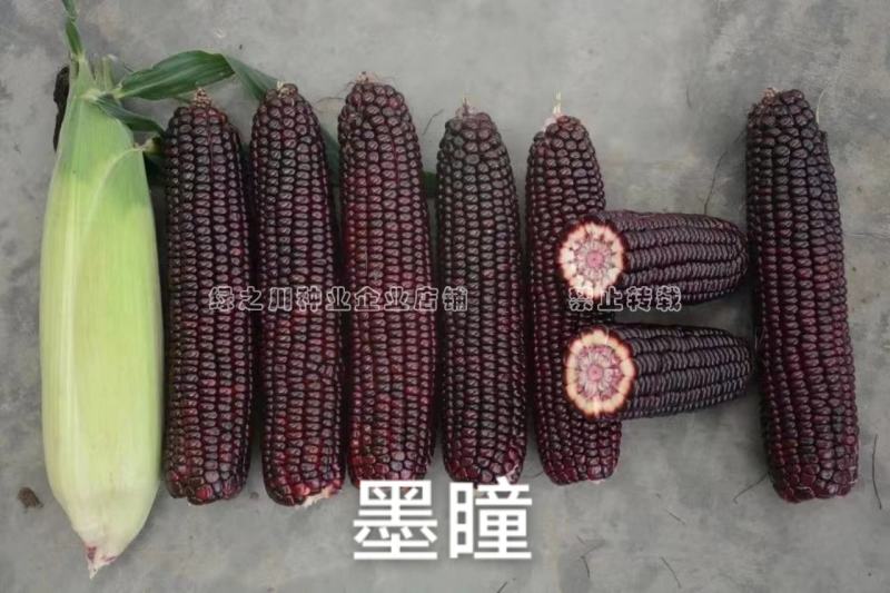 中农斯达墨瞳国审鲜食紫黑色甜玉米种子大棒黑玉米种子