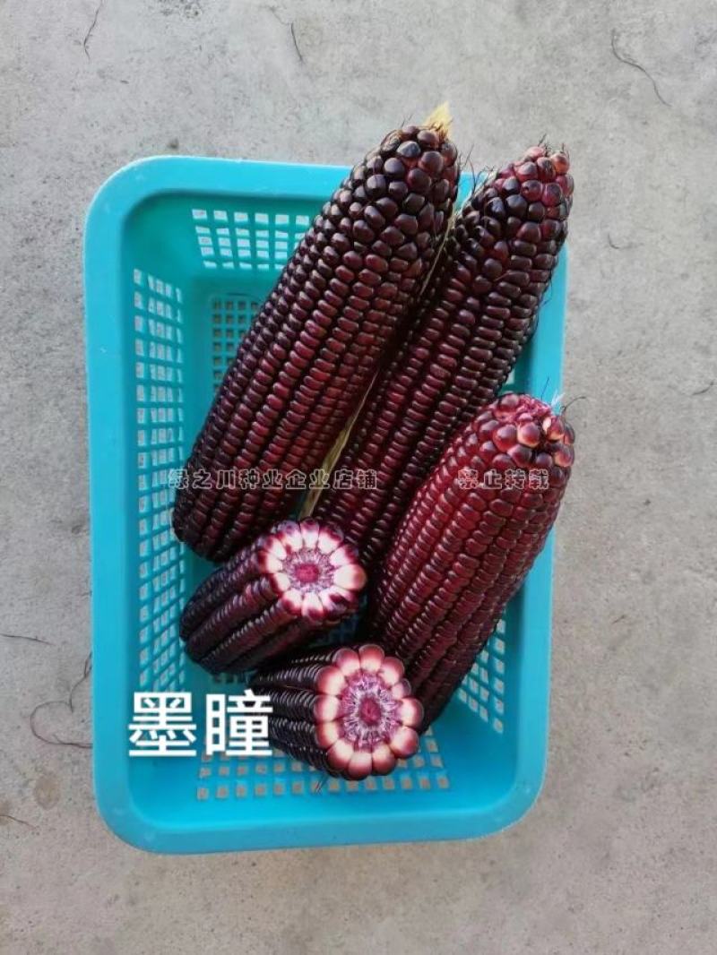 中农斯达墨瞳国审鲜食紫黑色甜玉米种子大棒黑玉米种子
