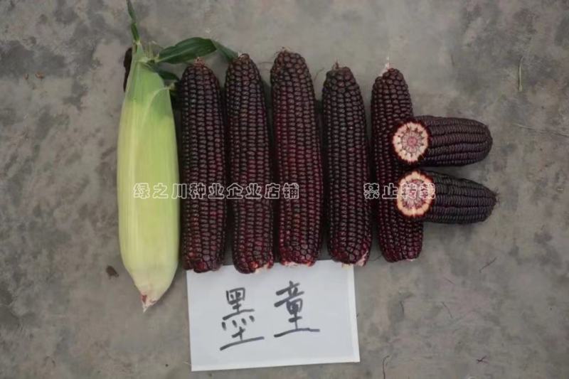 中农斯达墨瞳国审鲜食紫黑色甜玉米种子大棒黑玉米种子