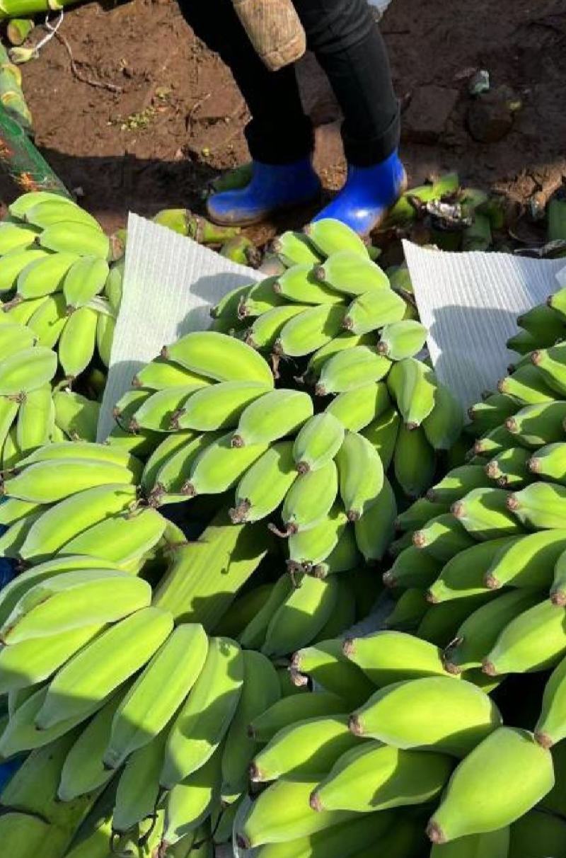 湛江徐闻香蕉芭蕉苹果焦产地货源低价供应按需分练