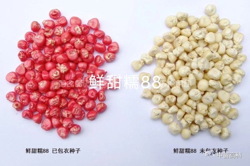 超甜糯白色甜糯玉米种子特甜糯特大棒白色粘糯玉米种籽