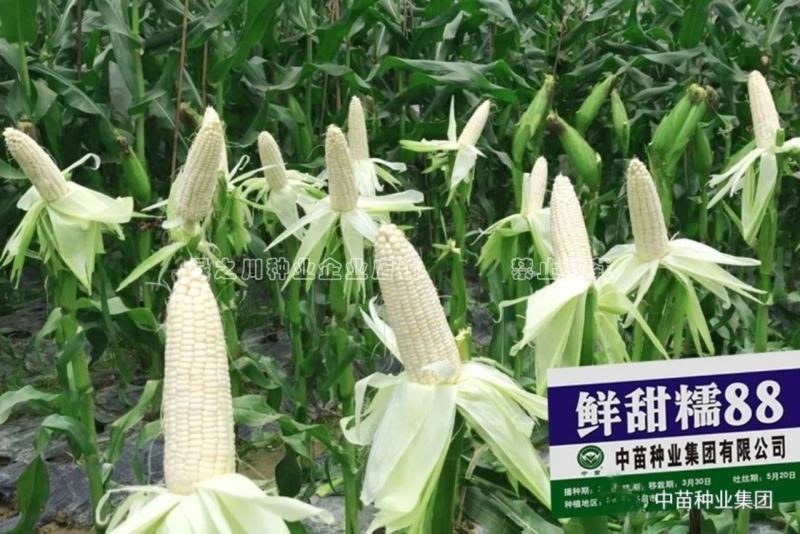 超甜糯白色甜糯玉米种子特甜糯特大棒白色粘糯玉米种籽