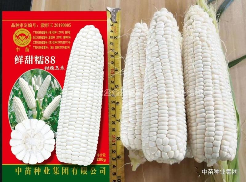 超甜糯白色甜糯玉米种子特甜糯特大棒白色粘糯玉米种籽