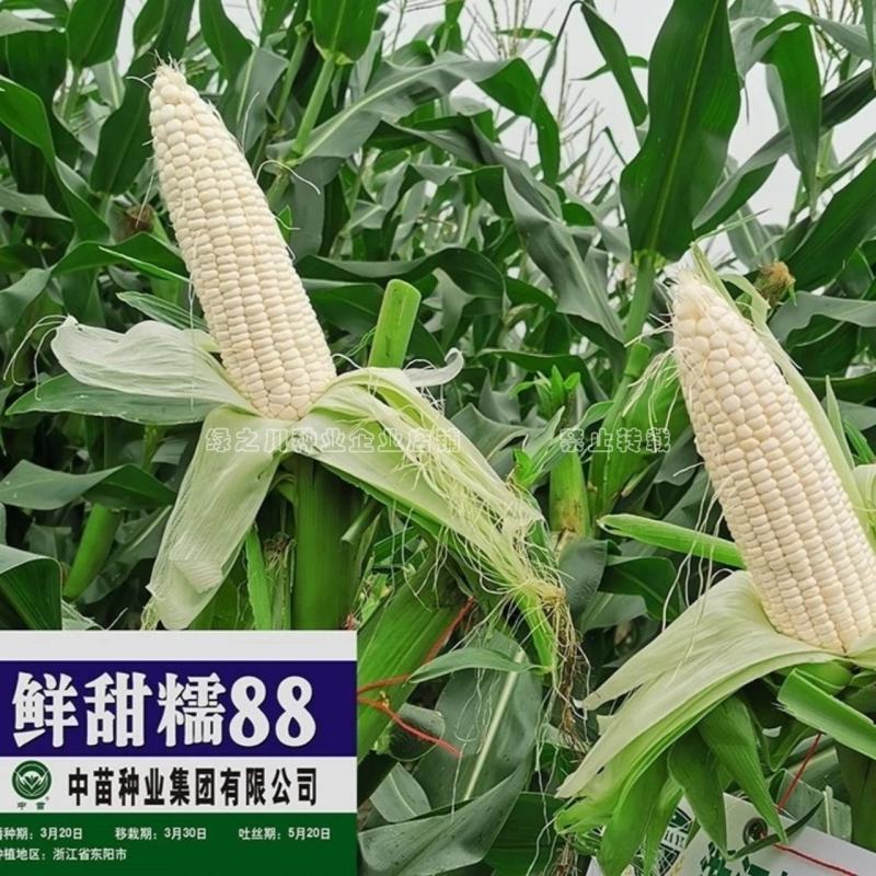 超甜糯白色甜糯玉米种子特甜糯特大棒白色粘糯玉米种籽