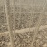 107.108.速生杨树苗即将上市！无侧枝及病虫害！