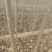 107.108.速生杨树苗即将上市！无侧枝及病虫害！