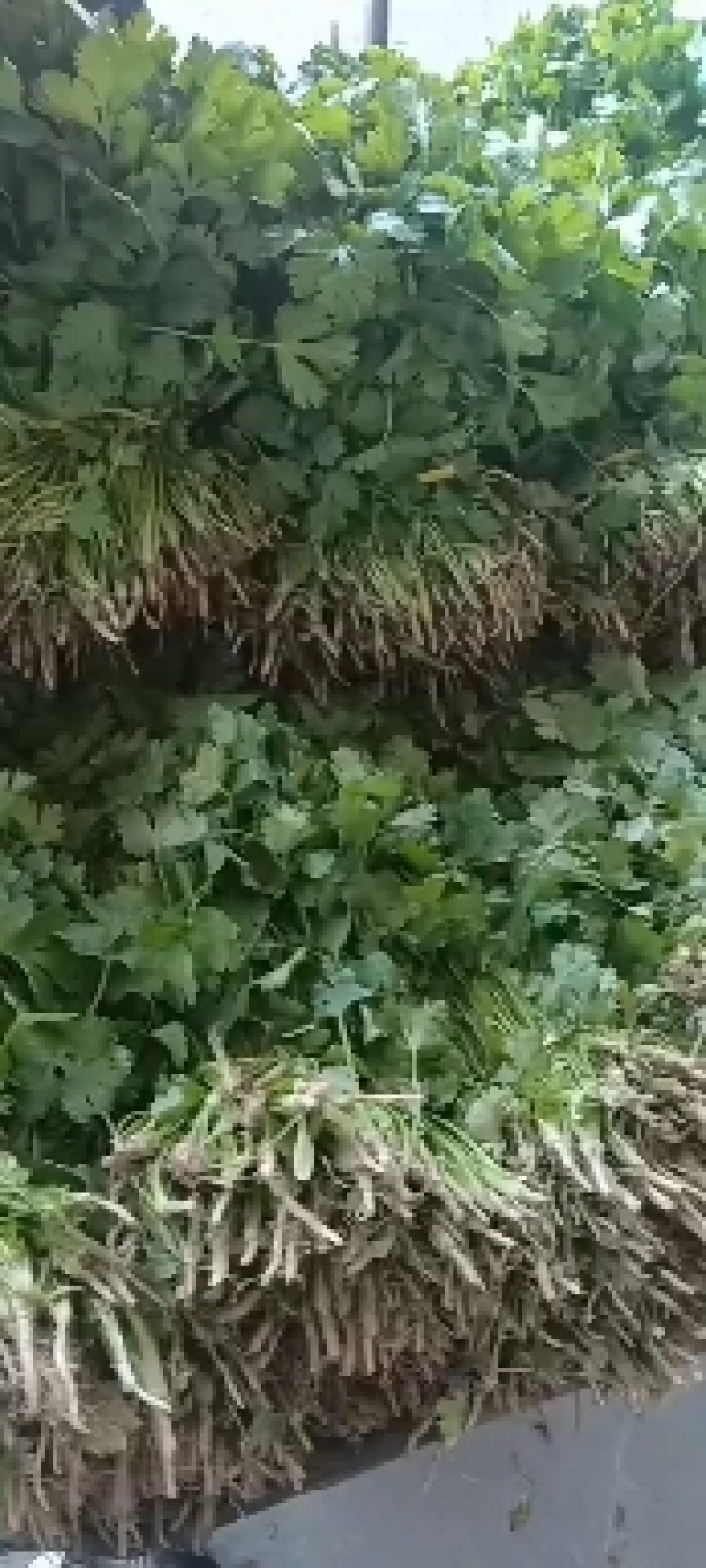 精品香菜