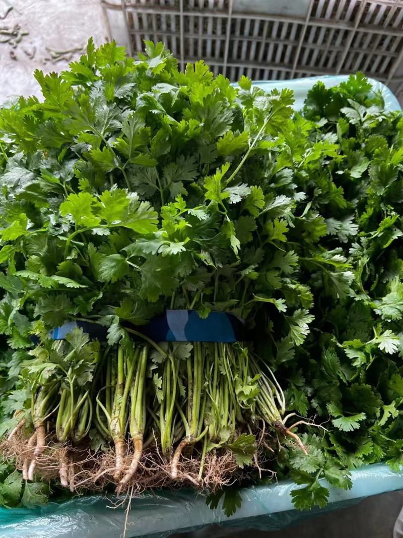 精品香菜