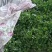 精品香菜