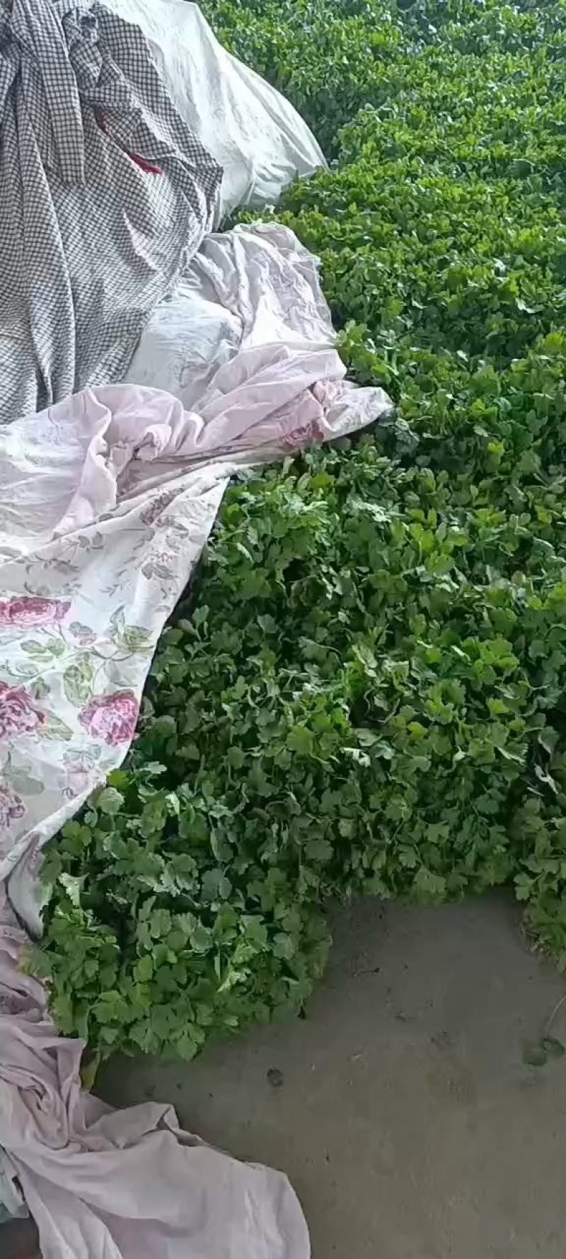 精品香菜