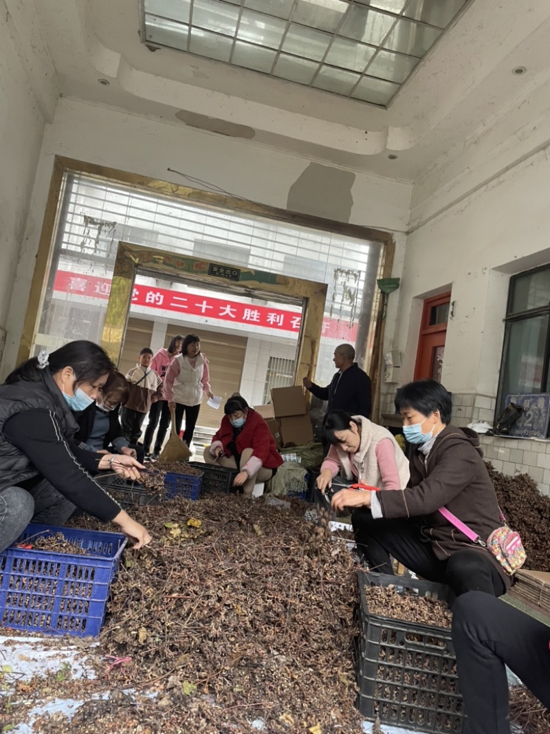 旬阳精选干拐枣干枳椇子泡酒煲汤万寿果干鸡爪梨