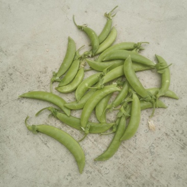 新鲜上市甜豆