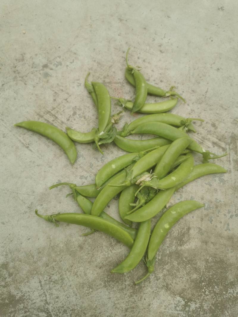 新鲜上市甜豆