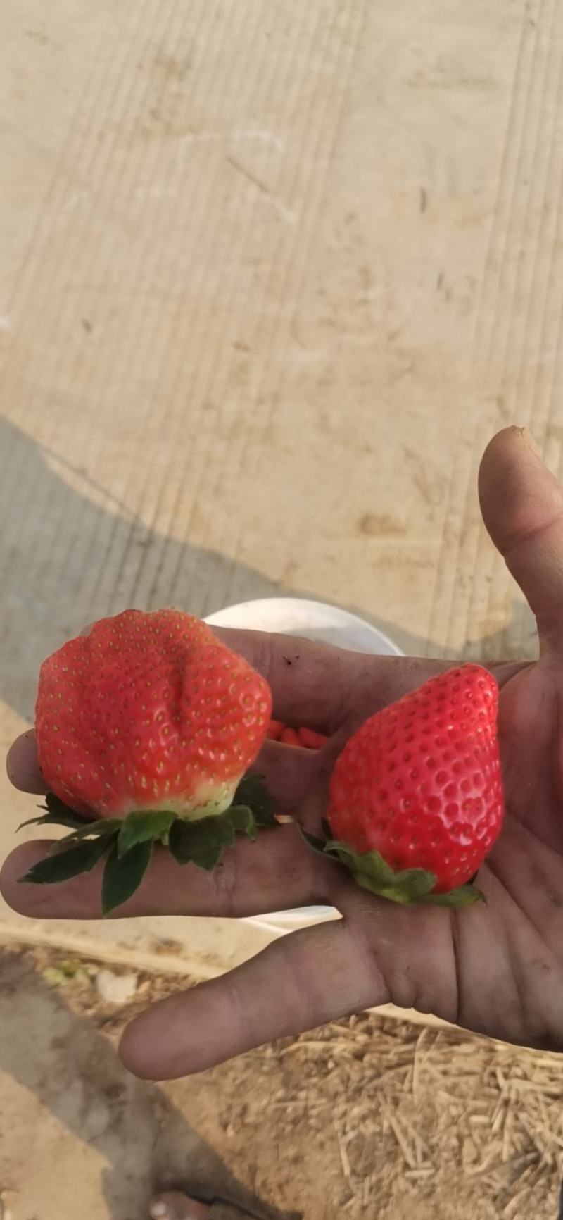 草莓