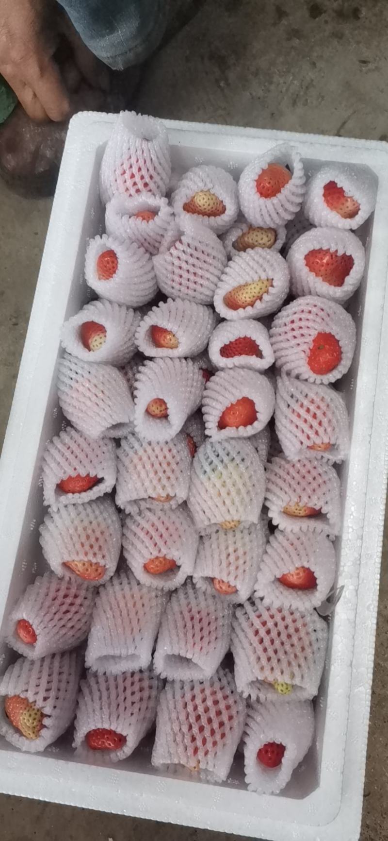 草莓