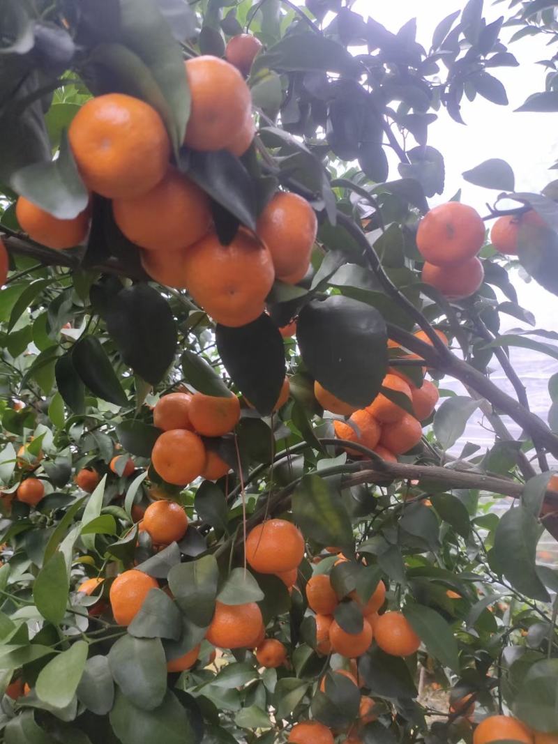 桂林市平乐县精品砂糖，大量供应，纯甜无酸，无渣，果面干净
