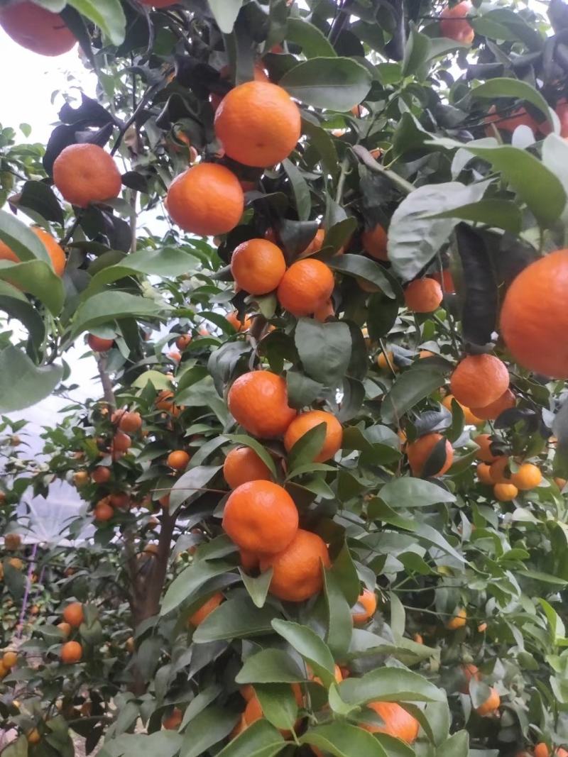 桂林市平乐县精品砂糖，大量供应，纯甜无酸，无渣，果面干净