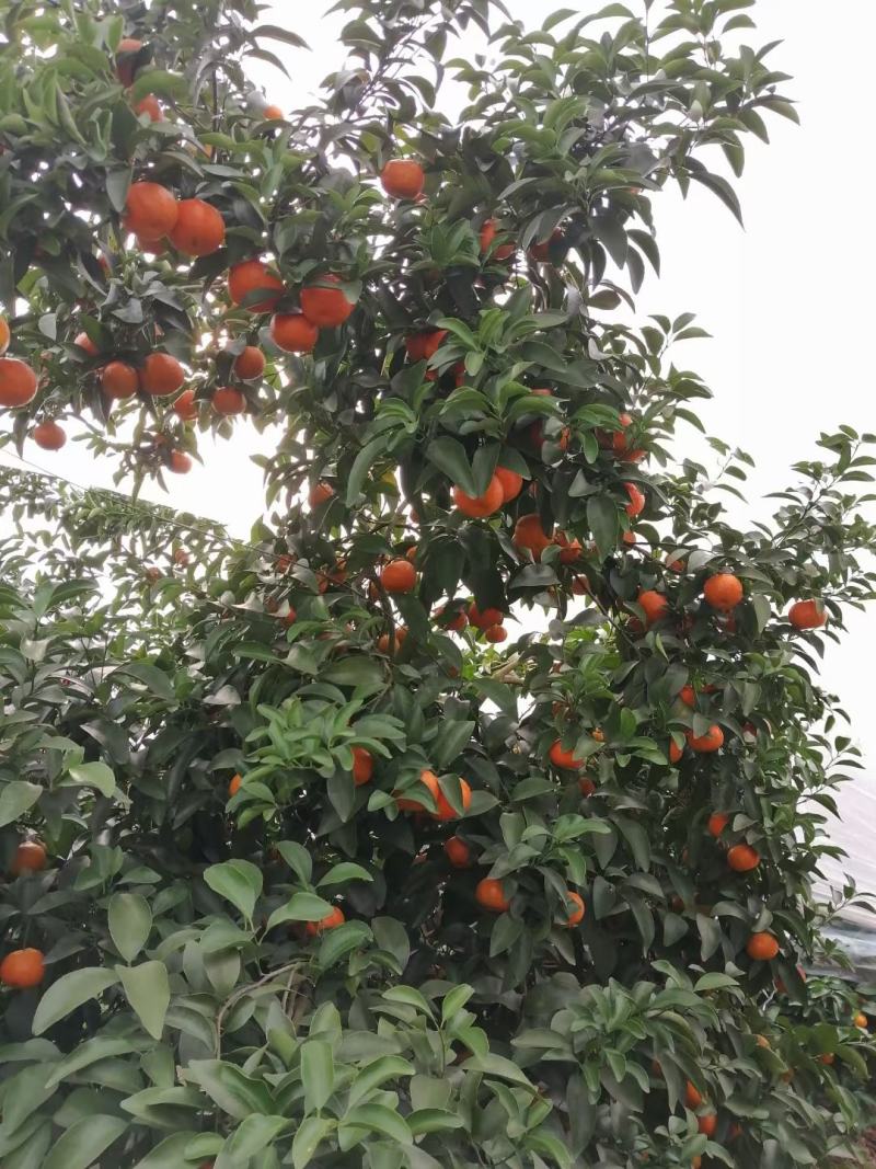 桂林市平乐县精品砂糖，大量供应，纯甜无酸，无渣，果面干净