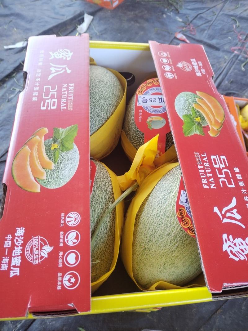 海南海沙地哈密瓜二十五号