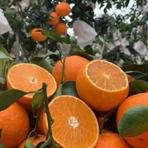 爱媛38果冻橙，一手货源，可视频看货，看园采园，质量保证