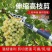 多功能伸缩高空摘果剪摘果神器采摘枇杷荔枝龙眼柿子高枝果树