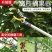 多功能伸缩高空摘果剪摘果神器采摘枇杷荔枝龙眼柿子高枝果树