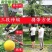 多功能伸缩高空摘果剪摘果神器采摘枇杷荔枝龙眼柿子高枝果树