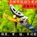 多功能伸缩高空摘果剪摘果神器采摘枇杷荔枝龙眼柿子高枝果树