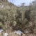 50/80油松