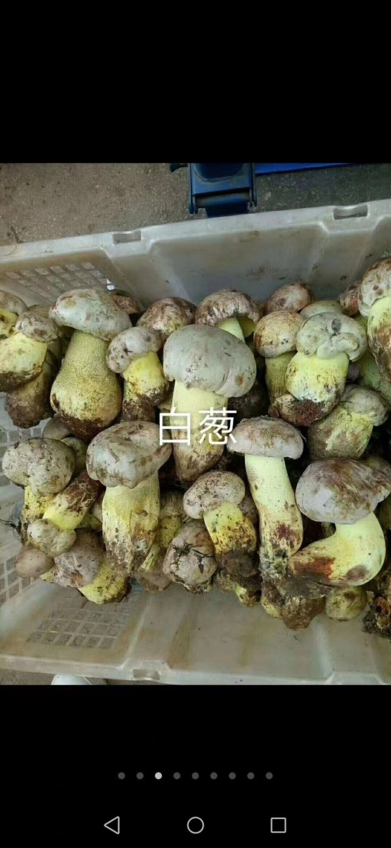 干白葱菌白葱牛肝菌干片质优价廉老家产地货源大量供应