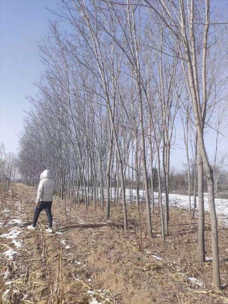 香花槐