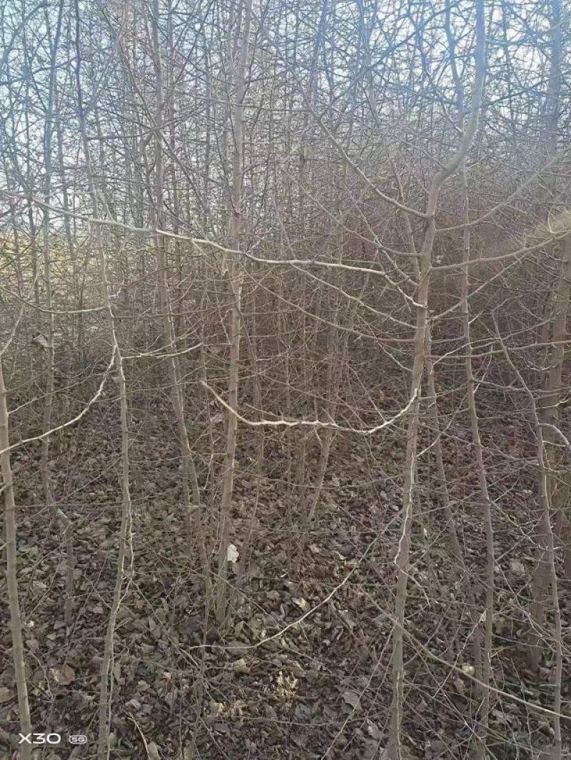 杜梨苗
