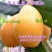无核特大华玉一号枇杷树苗无籽枇杷南北方种植