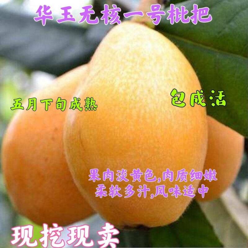 无核特大华玉一号枇杷树苗无籽枇杷南北方种植