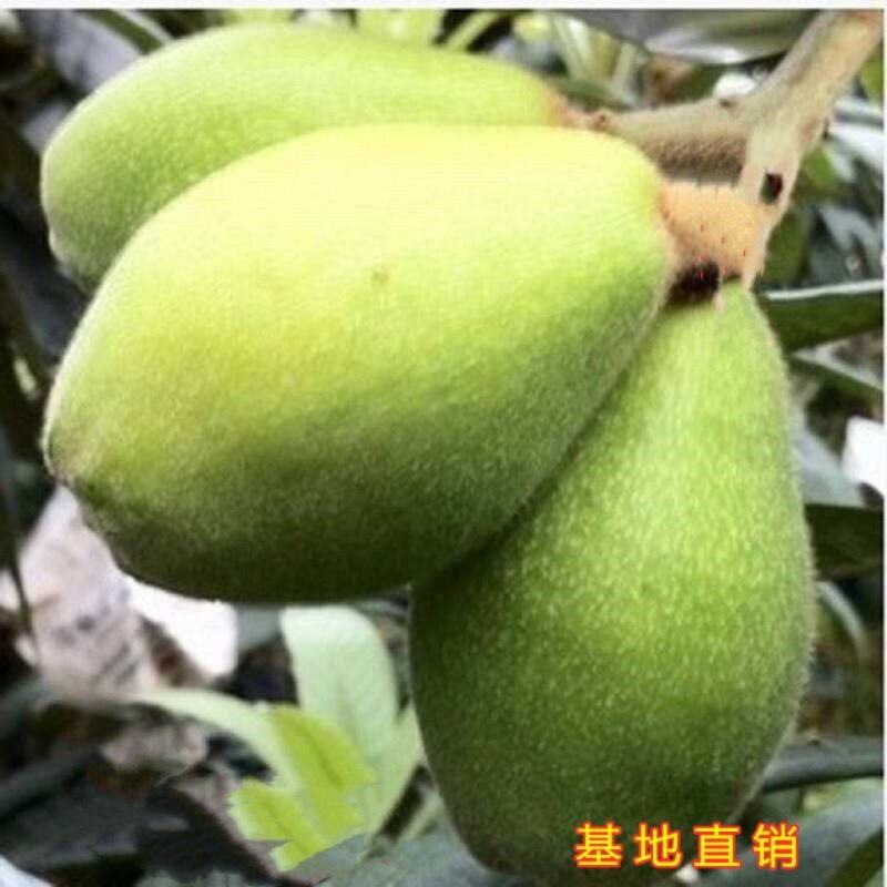 无核特大华玉一号枇杷树苗无籽枇杷南北方种植