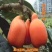无核特大华玉一号枇杷树苗无籽枇杷南北方种植