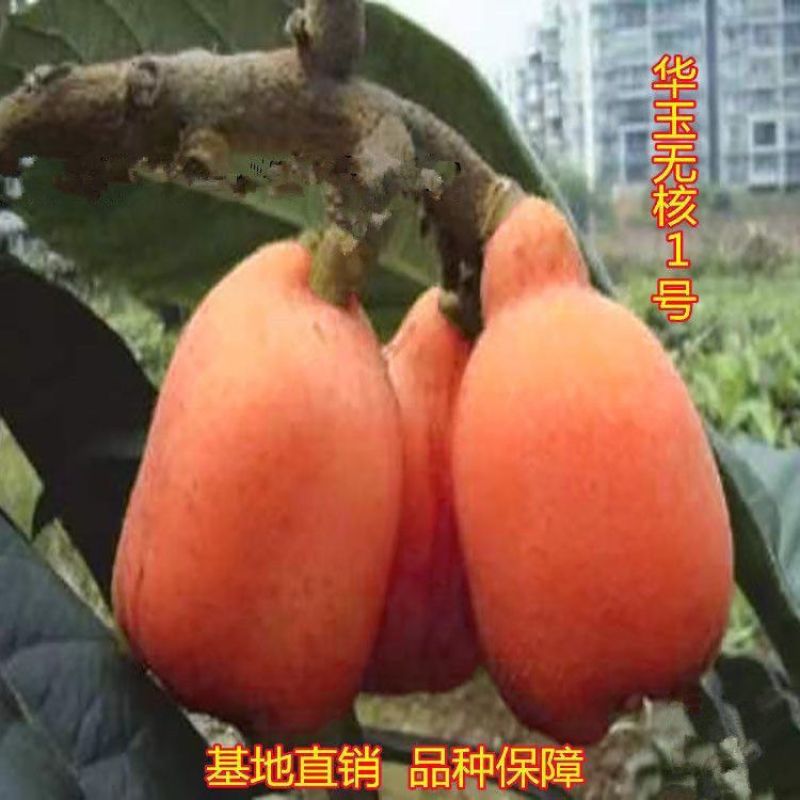 无核特大华玉一号枇杷树苗无籽枇杷南北方种植