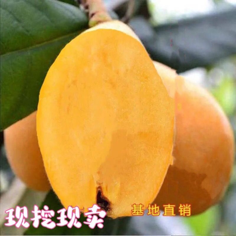 无核特大华玉一号枇杷树苗无籽枇杷南北方种植