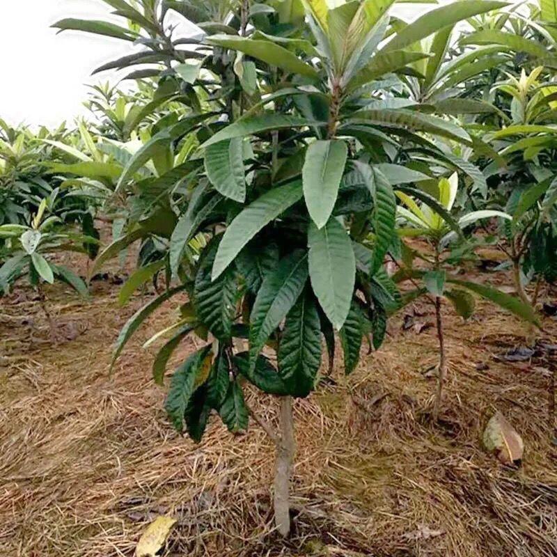 无核特大华玉一号枇杷树苗无籽枇杷南北方种植