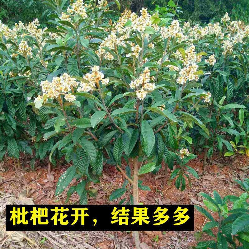 无核特大华玉一号枇杷树苗无籽枇杷南北方种植