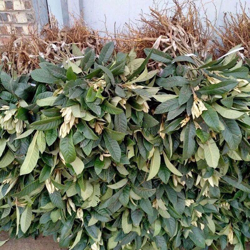 无核特大华玉一号枇杷树苗无籽枇杷南北方种植