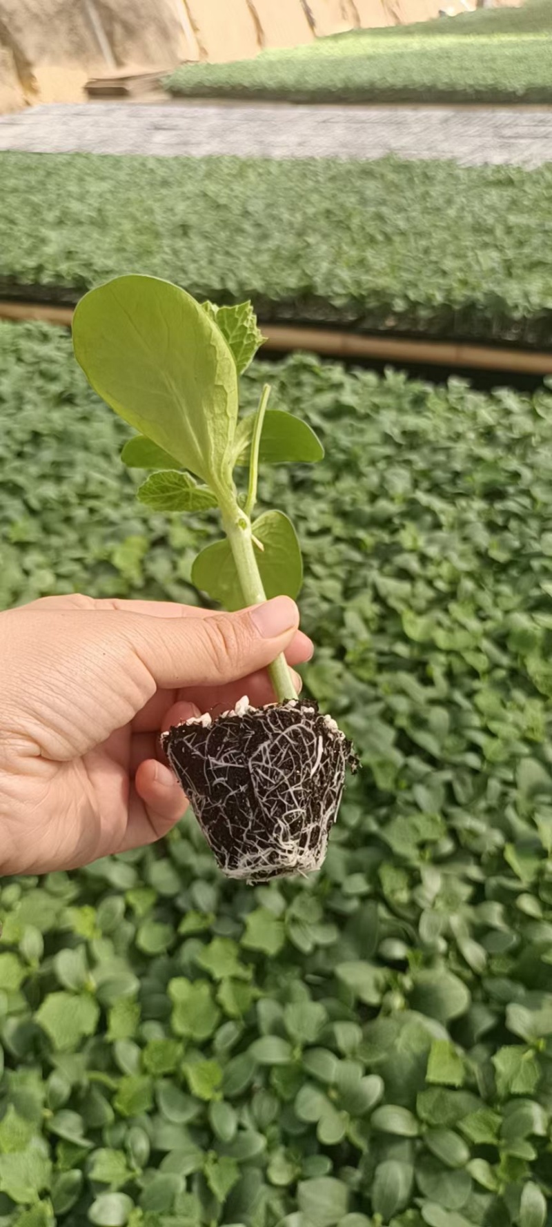 黄瓜种苗