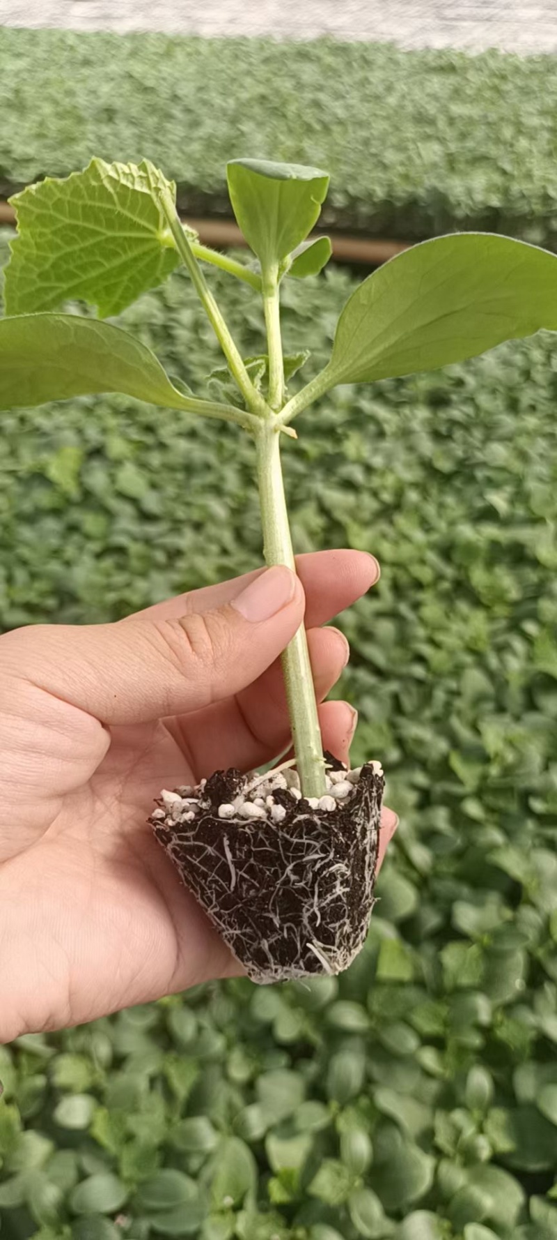 黄瓜种苗